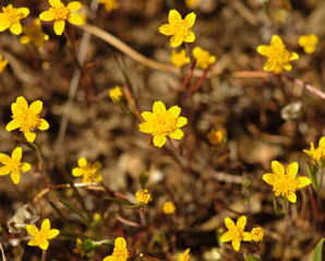 2008-04-14_1 Slender Goldfields Cropped TN.jpg - 44419 Bytes